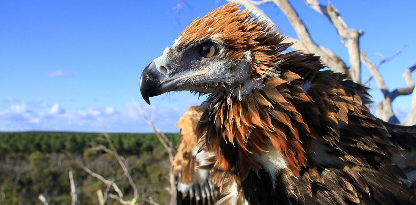 People Share The Local Animals From Their Countries That You Should Watch Out For