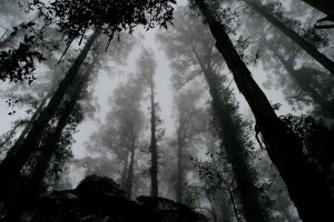 Campers Share Spooky Experiences They Had In The Wilderness