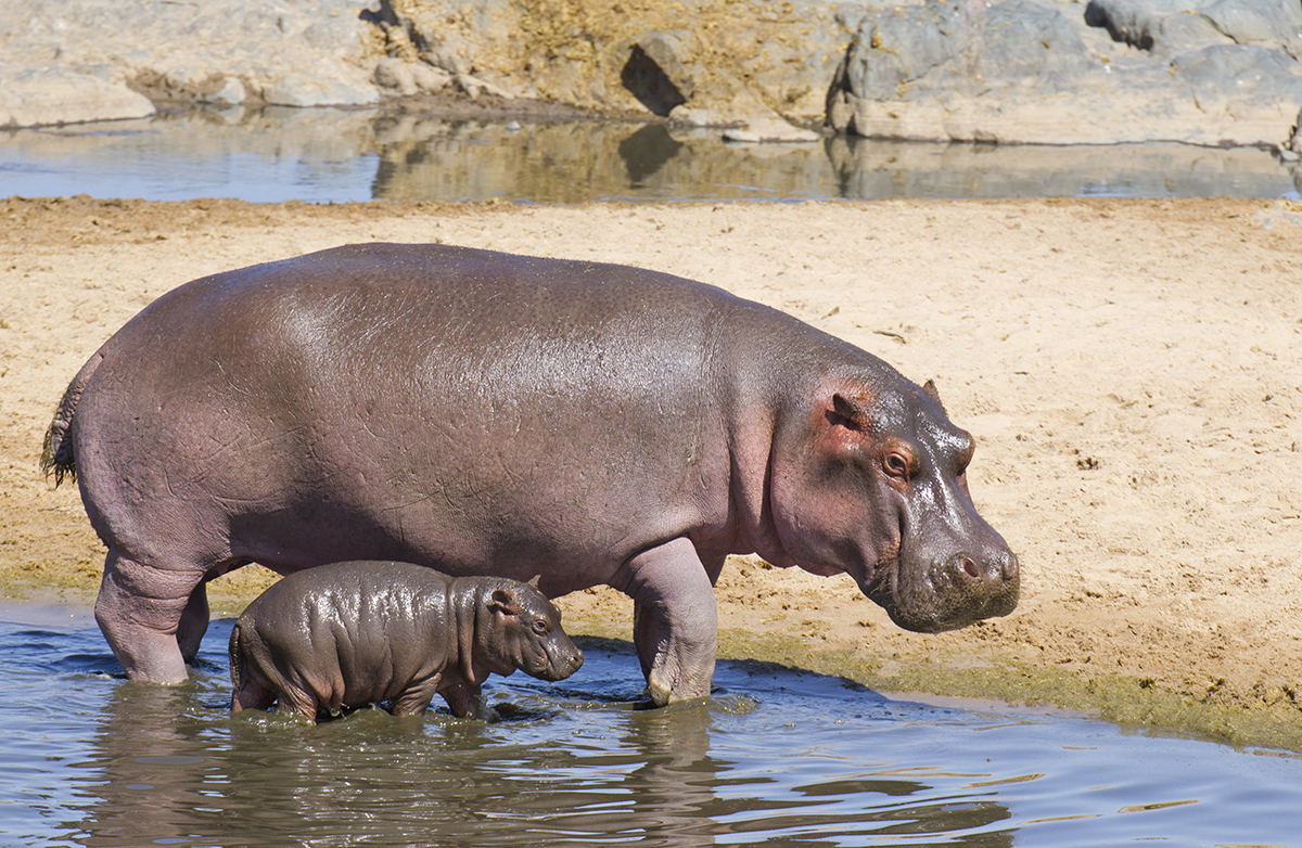 People Share The Local Animals From Their Countries That You Should Watch Out For