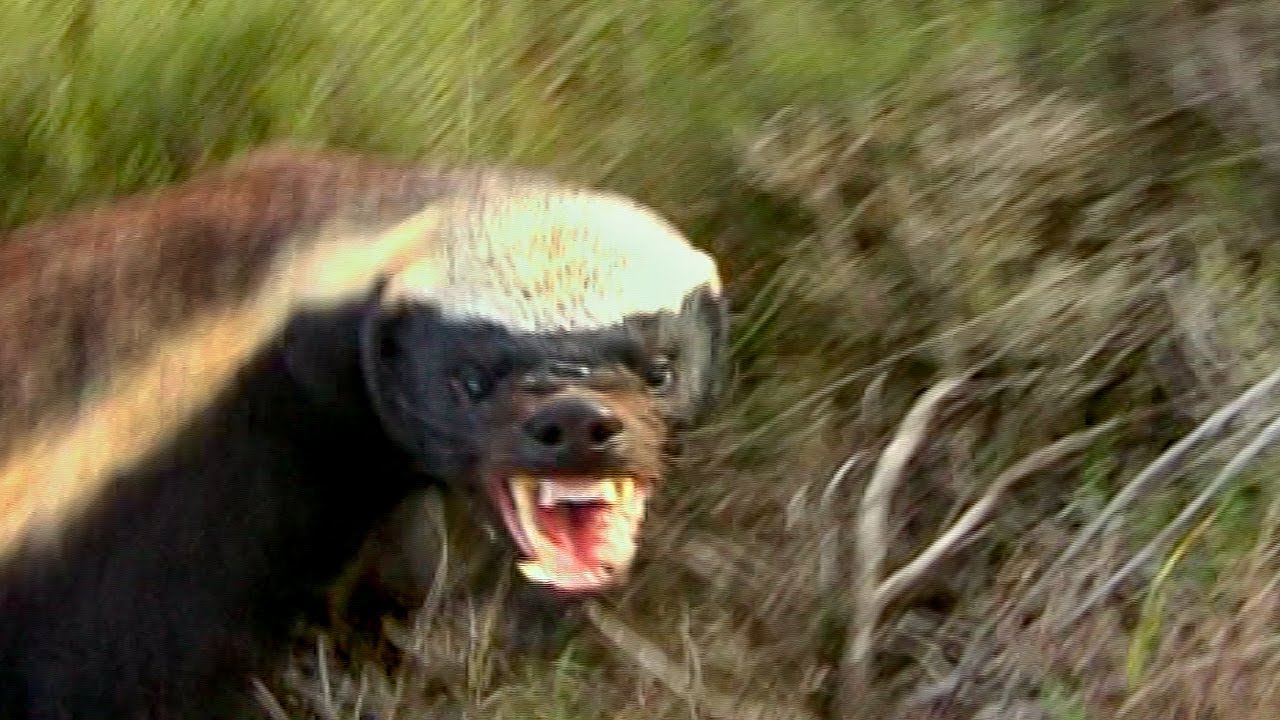 People Share The Local Animals From Their Countries That You Should Watch Out For