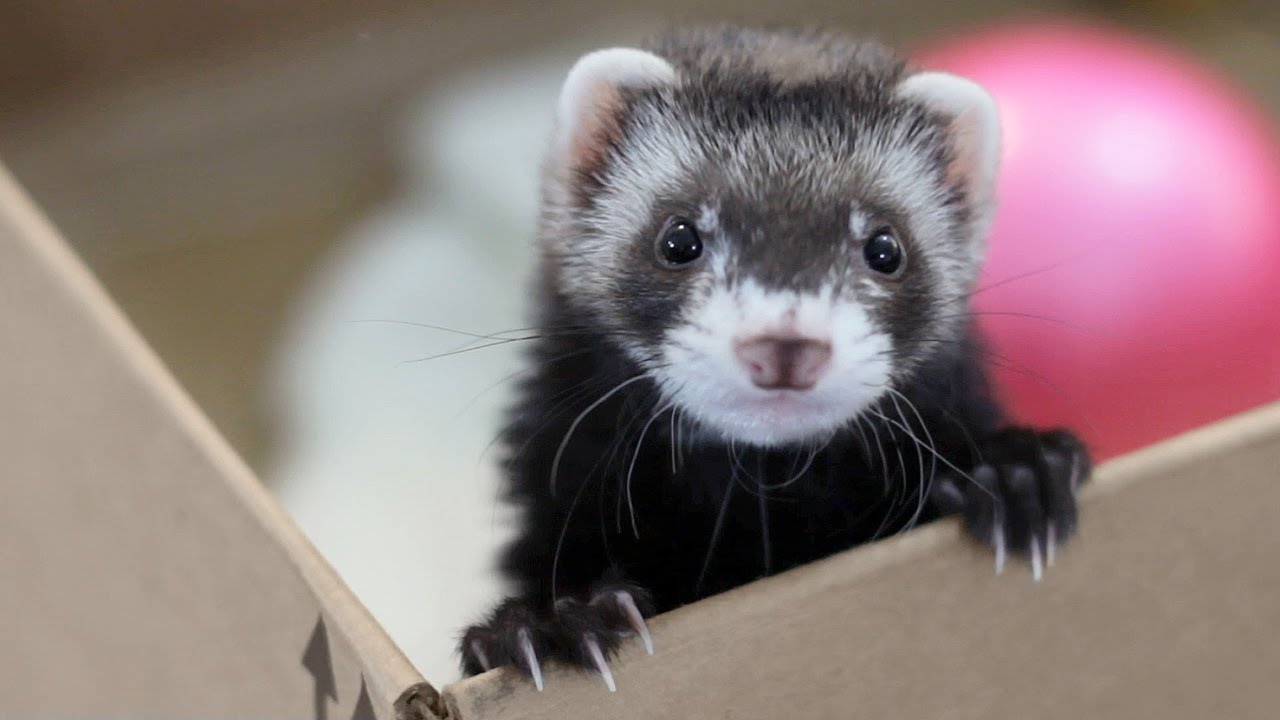 People Share The Local Animals From Their Countries That You Should Watch Out For
