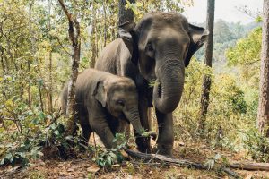 The Land Of Smiles: A Backpacker's Guide To Thailand