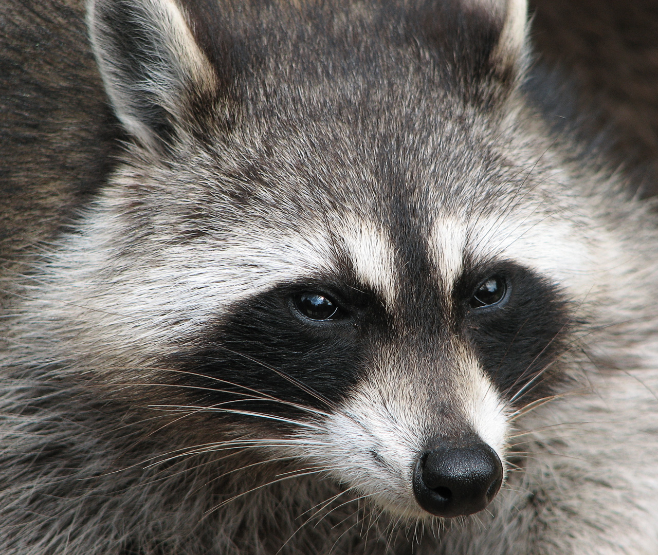 People Share The Local Animals From Their Countries That You Should Watch Out For