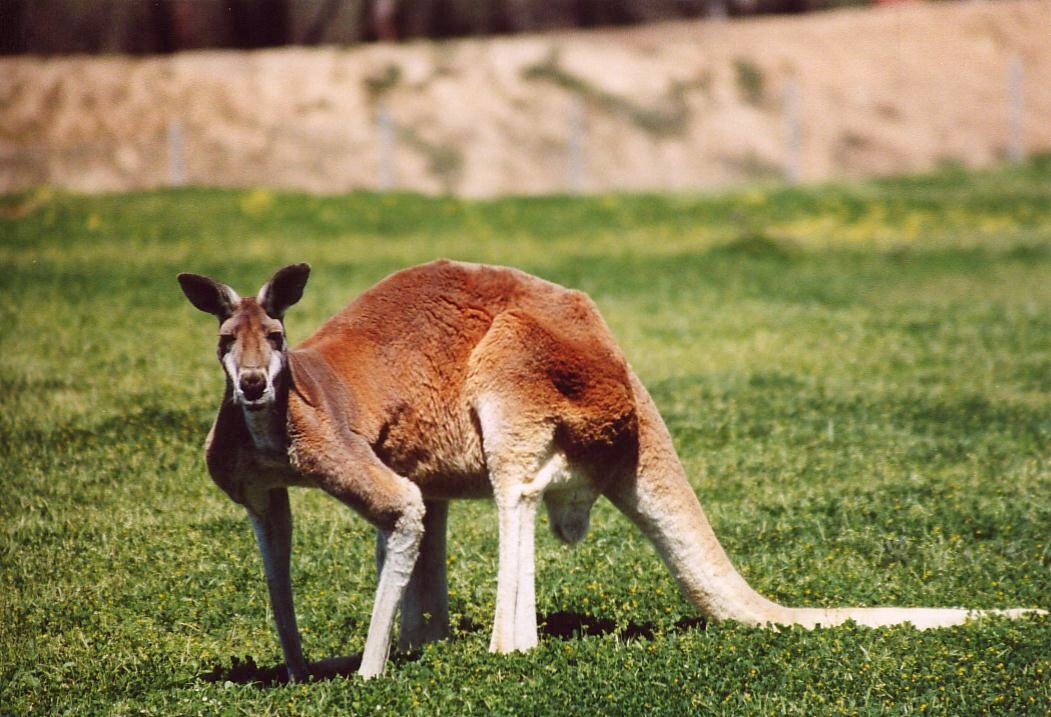 Australians Share The Do's and Don'ts When Visiting The Land Down Under