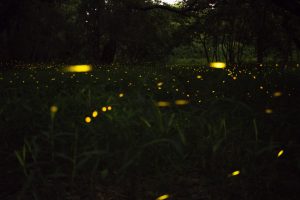Campers Share Spooky Experiences They Had In The Wilderness