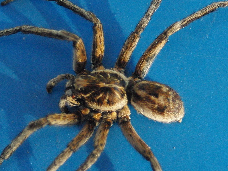 People Share The Most Unexpected Things They Saw While Visiting Australia