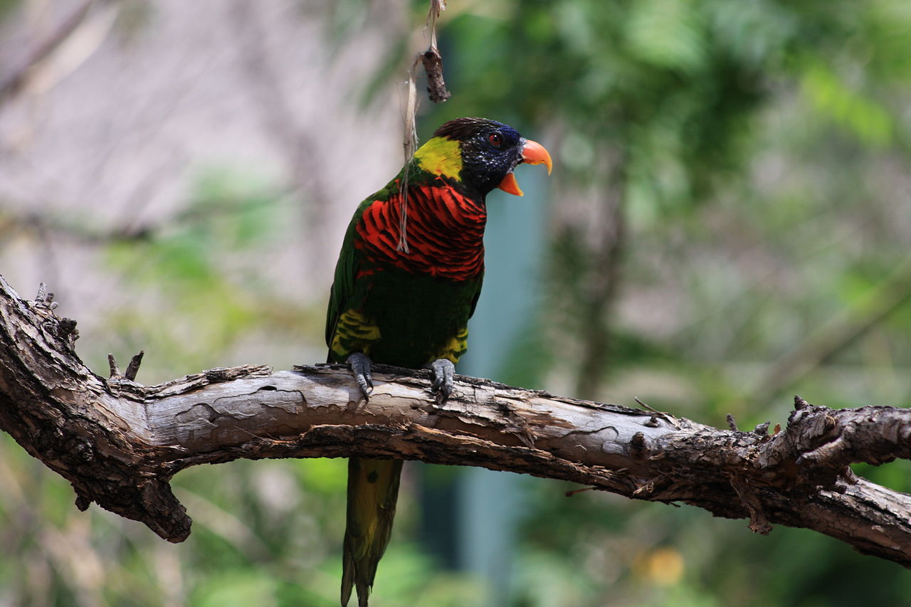People Share The Most Unexpected Things They Saw While Visiting Australia