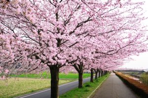 A Backpacker's Guide To Kyoto: The Cultural Heart Of Japan