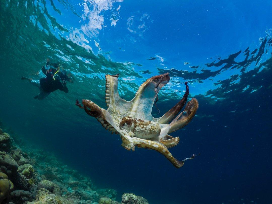 Weird Sea World: People Who Have Lived On the Ocean Share Their Strangest Encounters