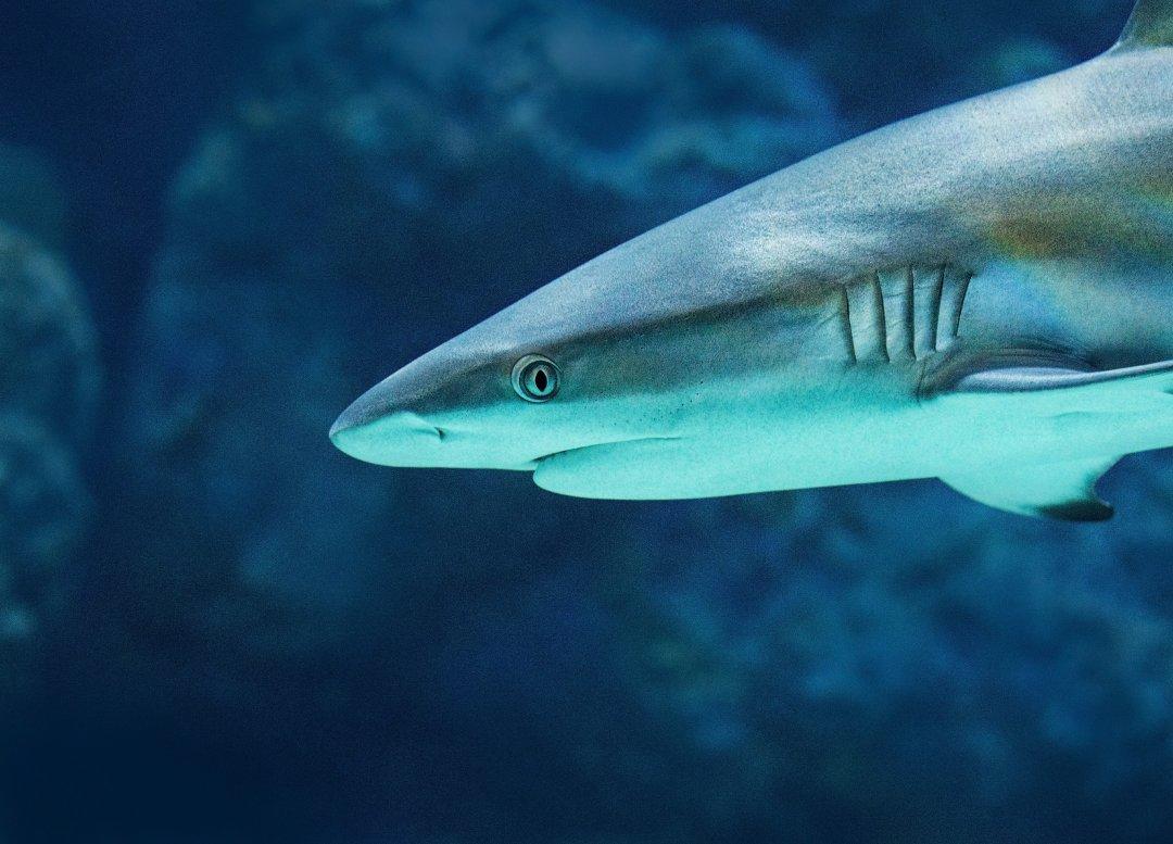 Weird Sea World: People Who Have Lived On the Ocean Share Their Strangest Encounters