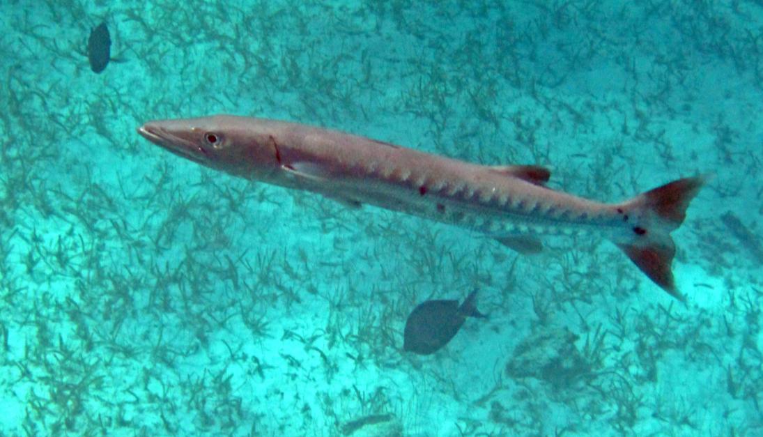 Weird Sea World: People Who Have Lived On the Ocean Share Their Strangest Encounters