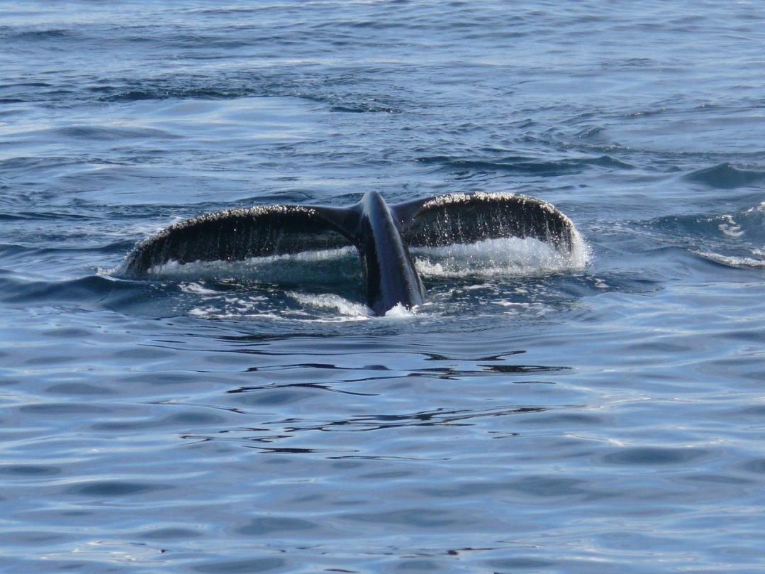 Weird Sea World: People Who Have Lived On the Ocean Share Their Strangest Encounters