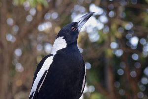 What To Do In Brisbane: The Gateway To Australia's Gold Coast