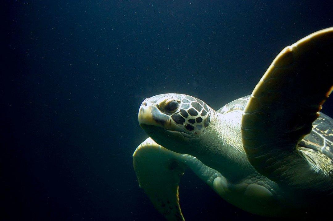 Oddities Submerged: Divers Share The Weirdest Things They Ever Found Under Water