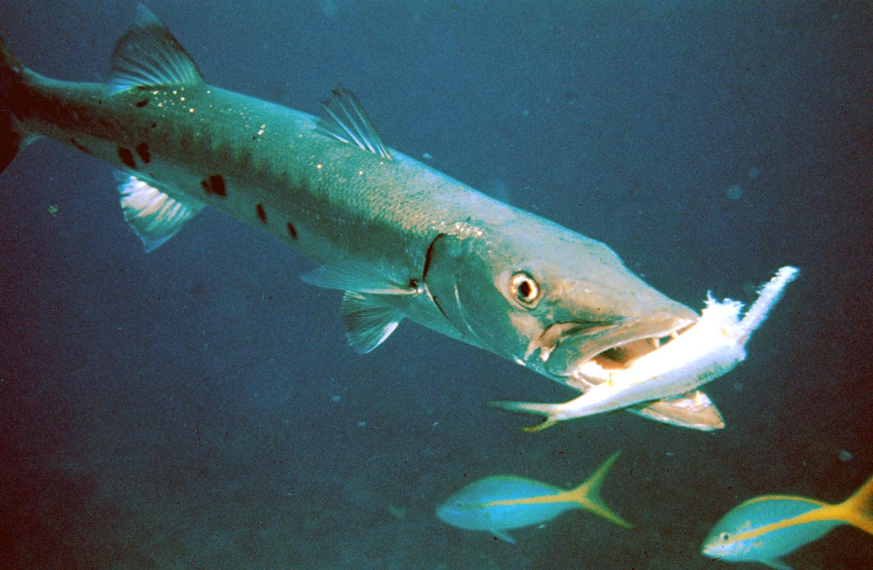 Oddities Submerged: Divers Share The Weirdest Things They Ever Found Under Water