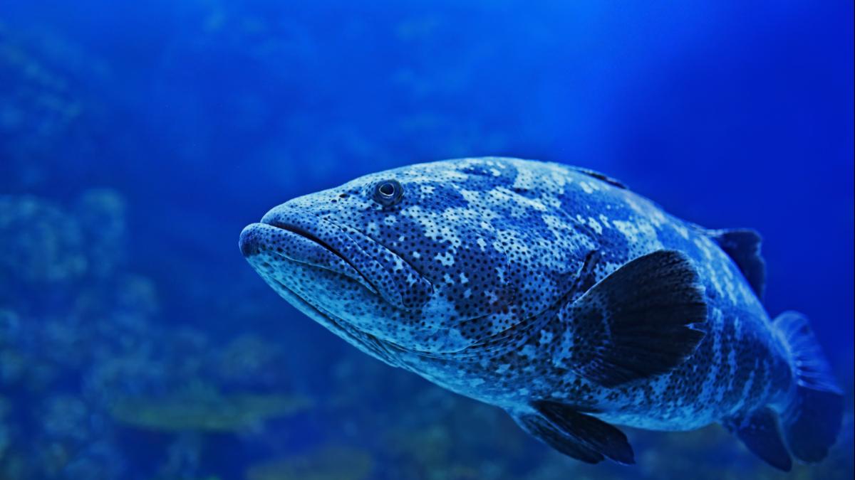 Oddities Submerged: Divers Share The Weirdest Things They Ever Found Under Water