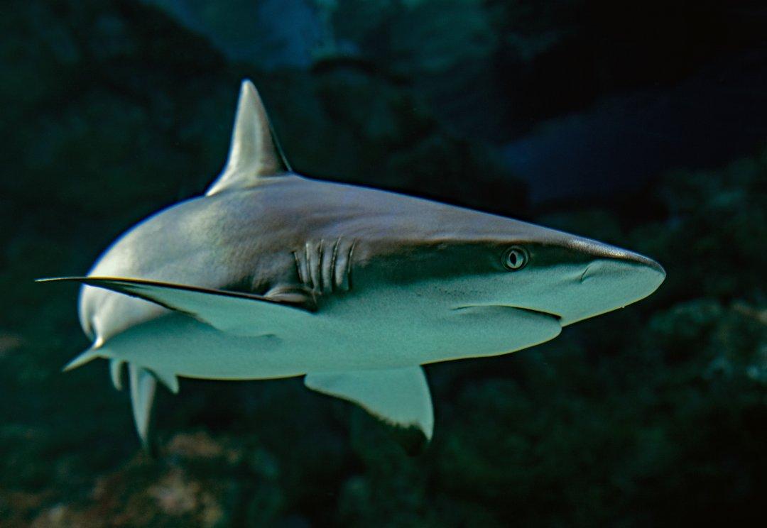 Oddities Submerged: Divers Share The Weirdest Things They Ever Found Under Water