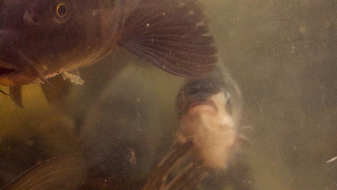 Oddities Submerged: Divers Share The Weirdest Things They Ever Found Under Water
