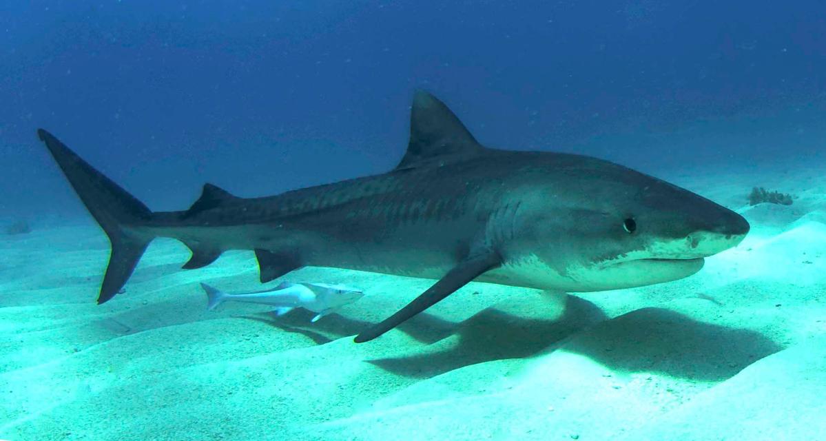 Oddities Submerged: Divers Share The Weirdest Things They Ever Found Under Water