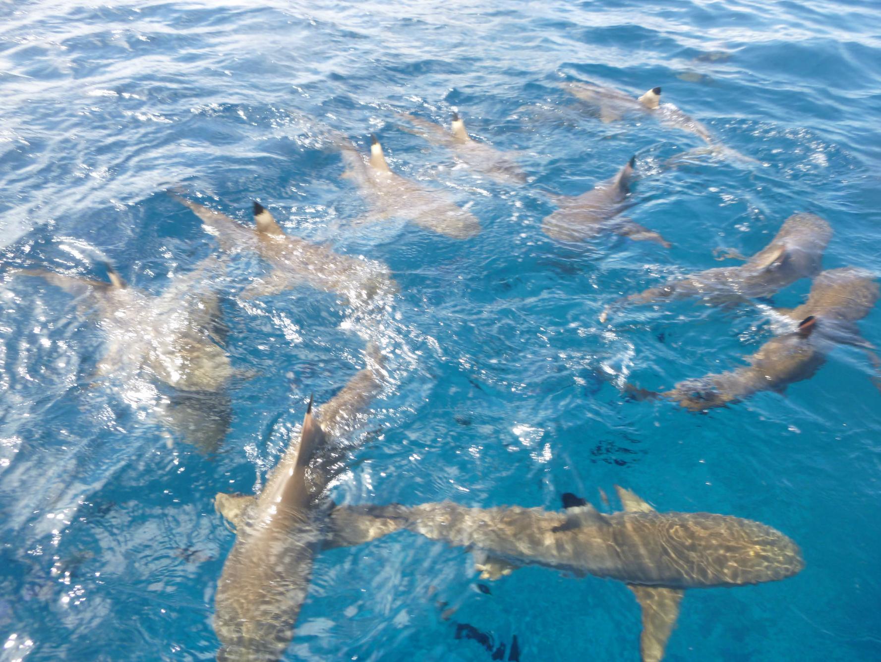 Scuba Divers Share The Strangest Thing That Has Ever Happened To Them Underwater