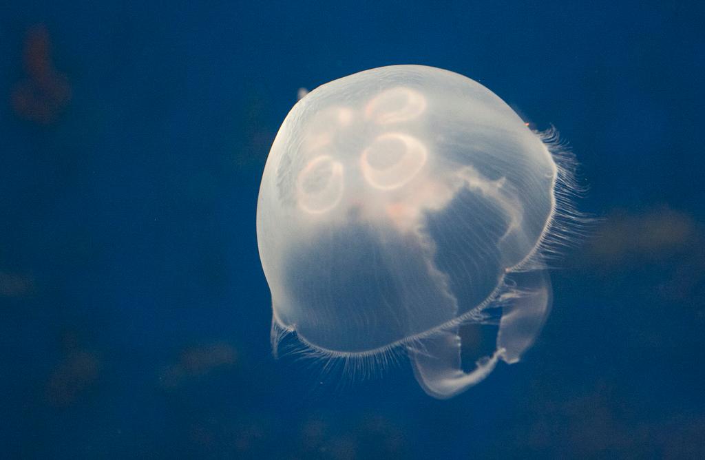 Scuba Divers Share The Strangest Thing That Has Ever Happened To Them Underwater