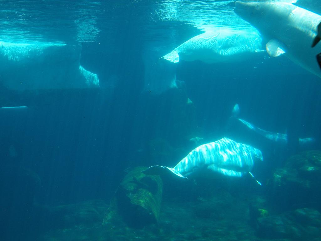 Scuba Divers Share The Strangest Thing That Has Ever Happened To Them Underwater