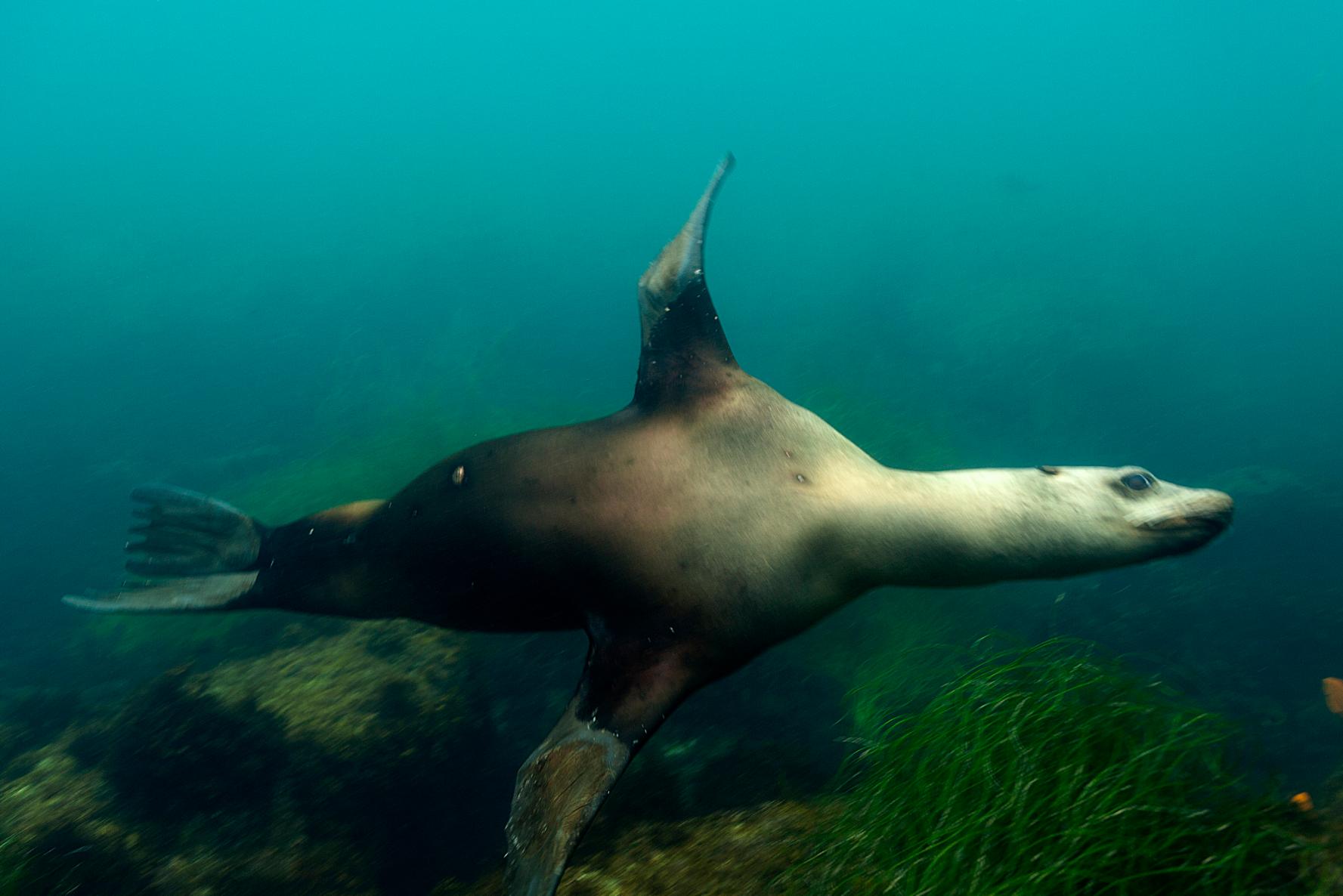 Scuba Divers Share The Strangest Thing That Has Ever Happened To Them Underwater
