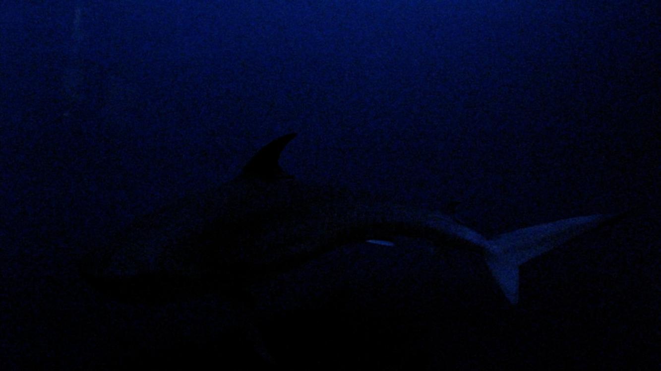 Scuba Divers Share The Strangest Thing That Has Ever Happened To Them Underwater
