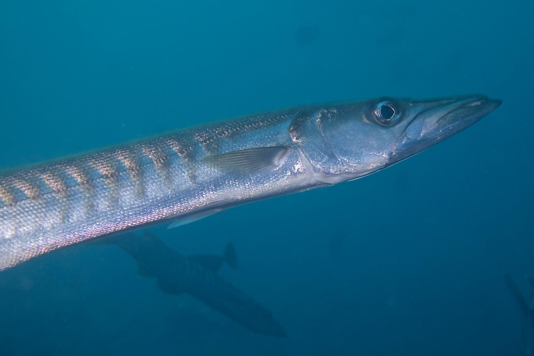 Scuba Divers Share The Strangest Thing That Has Ever Happened To Them Underwater