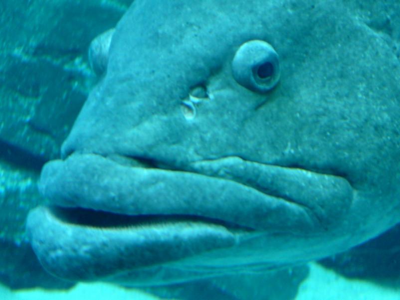 Scuba Divers Share The Strangest Thing That Has Ever Happened To Them Underwater