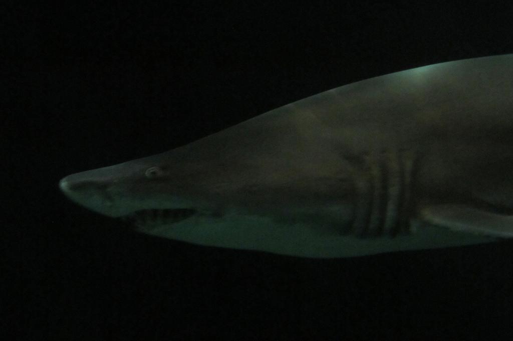 Scuba Divers Share The Strangest Thing That Has Ever Happened To Them Underwater