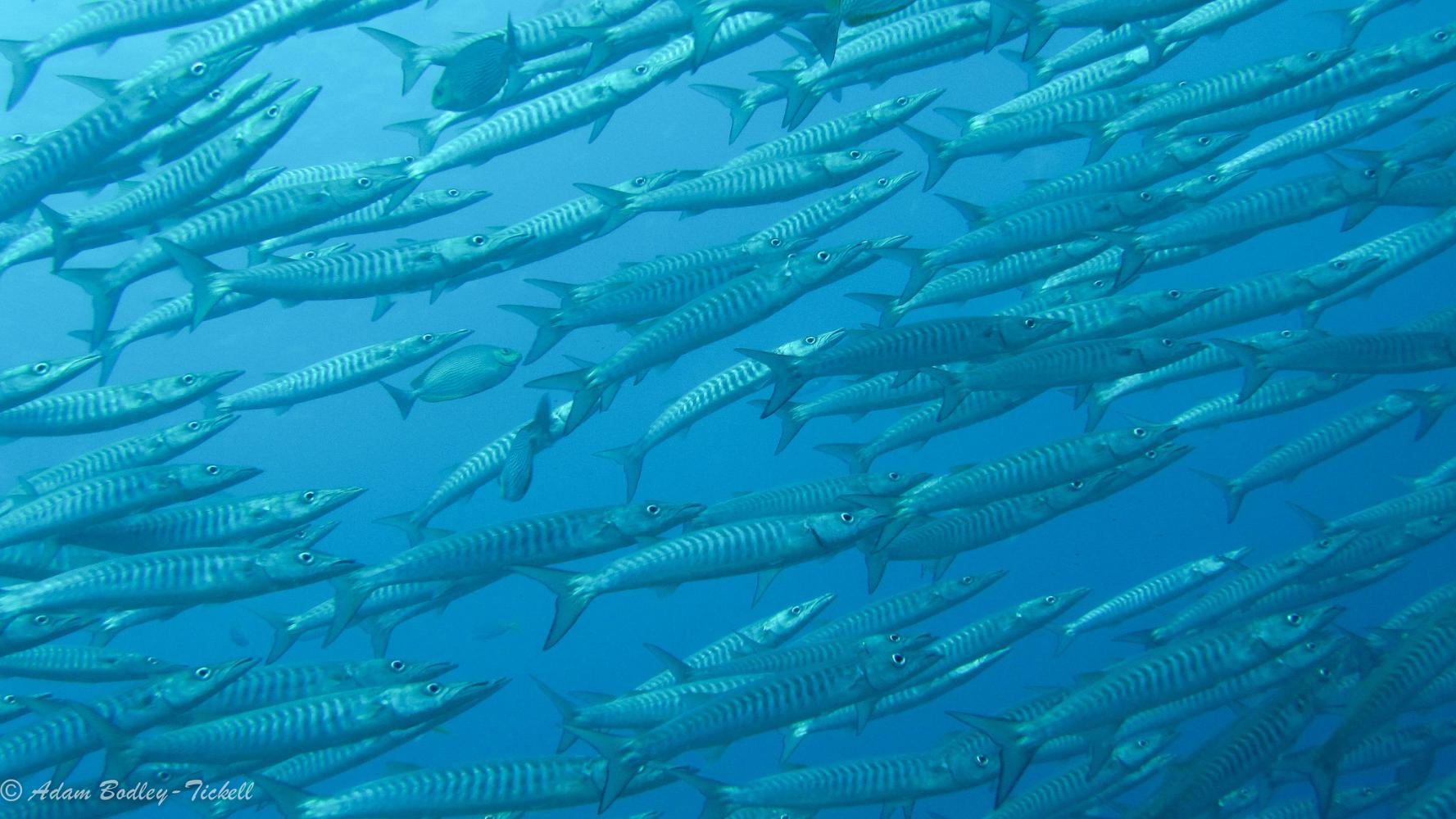 Scuba Divers Share The Strangest Thing That Has Ever Happened To Them Underwater