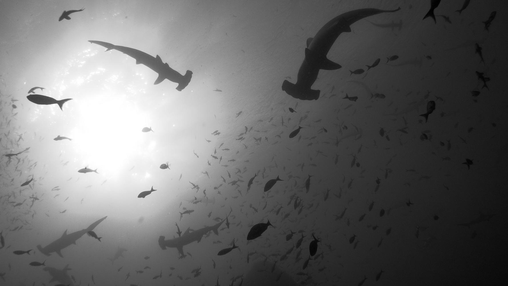 Scuba Divers Share The Strangest Thing That Has Ever Happened To Them Underwater