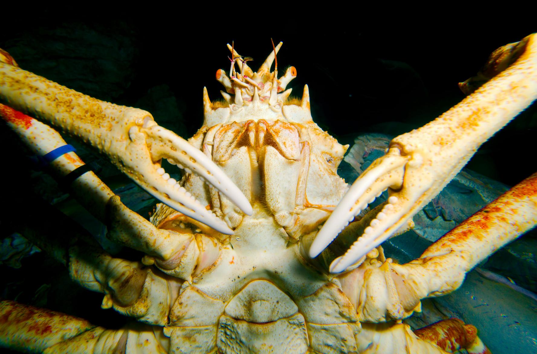 Scuba Divers Share The Strangest Thing That Has Ever Happened To Them Underwater