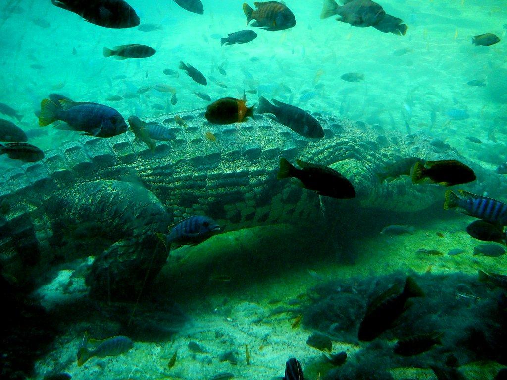 Scuba Divers Share The Strangest Thing That Has Ever Happened To Them Underwater