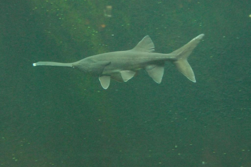 Scuba Divers Share The Strangest Thing That Has Ever Happened To Them Underwater