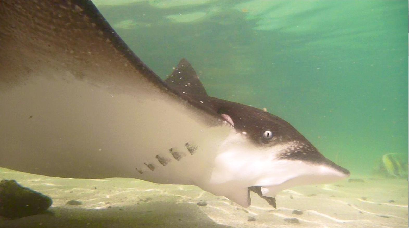 Scuba Divers Share The Strangest Thing That Has Ever Happened To Them Underwater