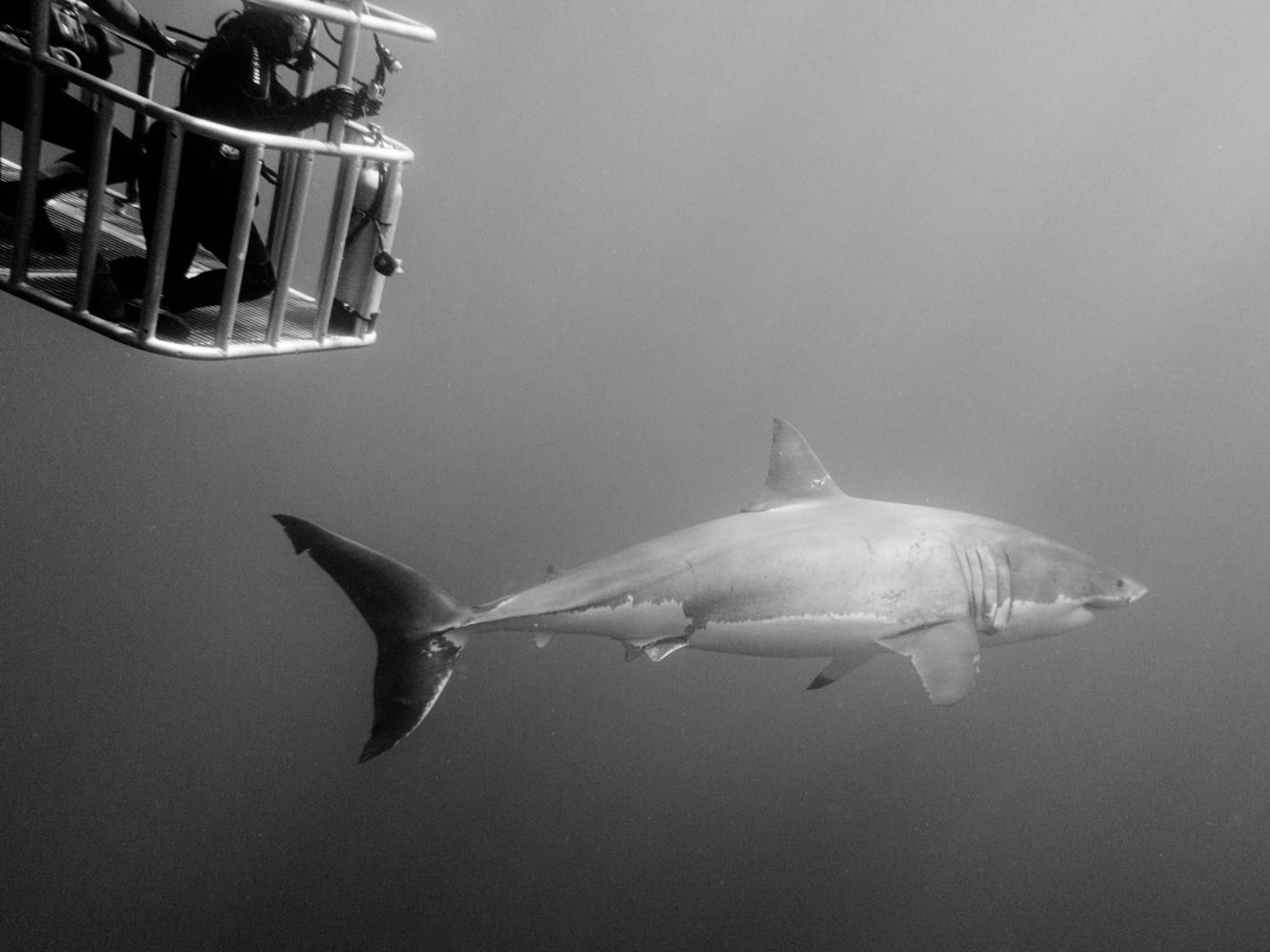 Scuba Divers Share The Strangest Thing That Has Ever Happened To Them Underwater