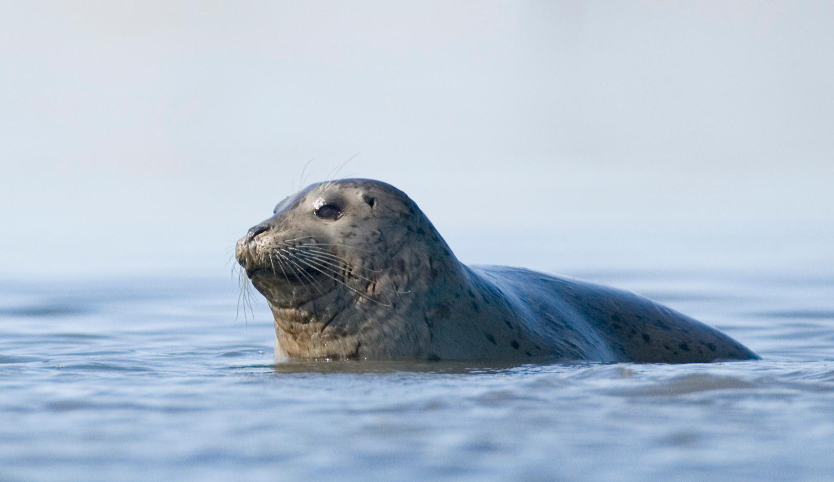 Scuba Divers Share The Strangest Thing That Has Ever Happened To Them Underwater
