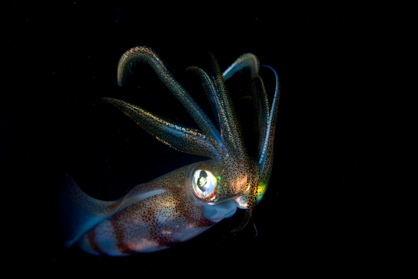 Scuba Divers Share The Strangest Thing That Has Ever Happened To Them Underwater
