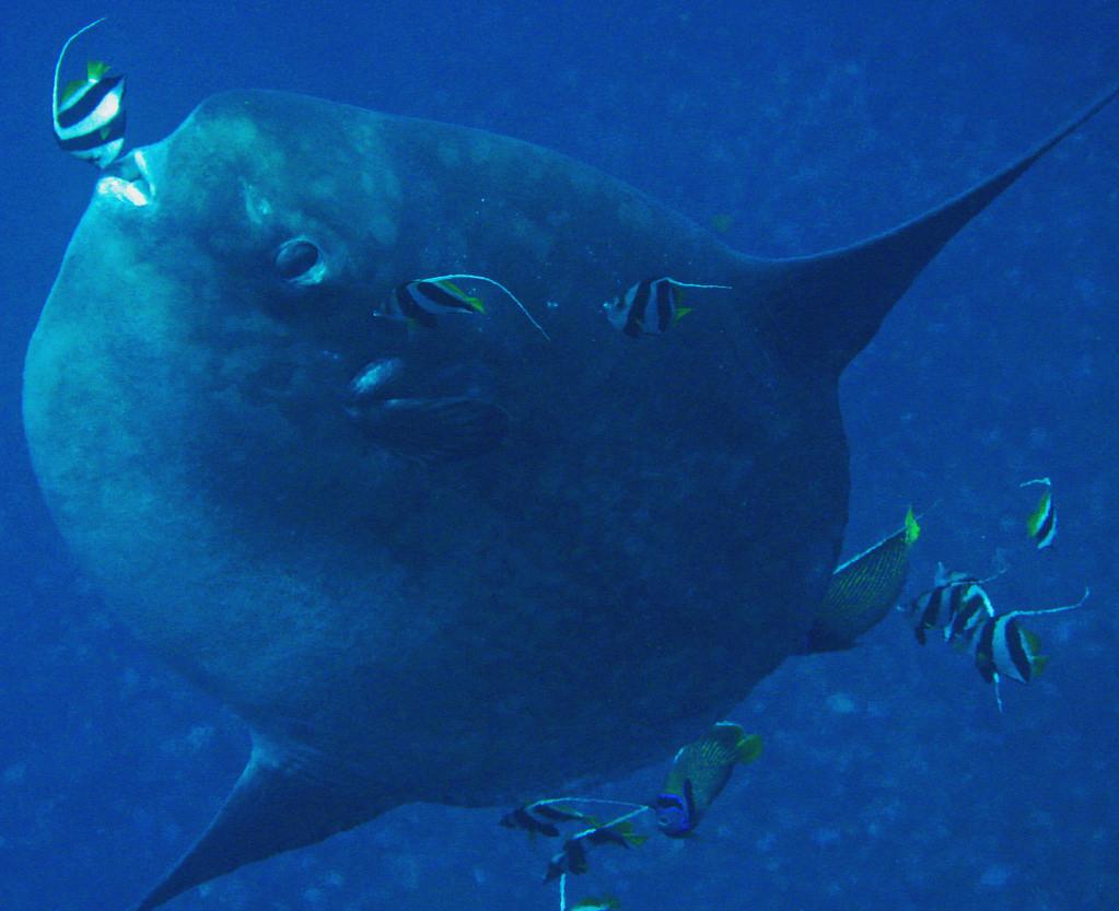 Scuba Divers Share The Strangest Thing That Has Ever Happened To Them Underwater