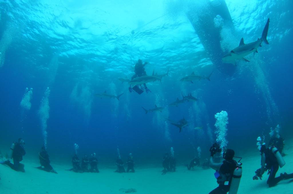 Scuba Divers Share The Strangest Thing That Has Ever Happened To Them Underwater