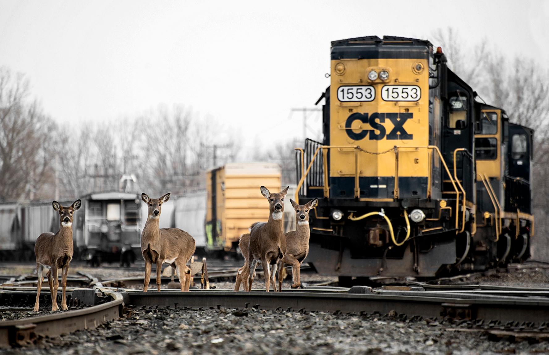 Train Conductors Share The Unreal Things They've Seen On The Railroad
