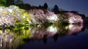The Ultimate Guide To Visiting Tokyo: Part 2