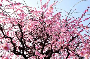 The Ultimate Guide To Visiting Tokyo: Part 2
