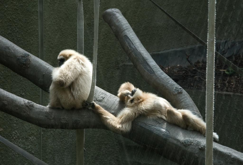 Zookeepers Share The Cutest Things They've Ever Seen Animals Do At The Zoo