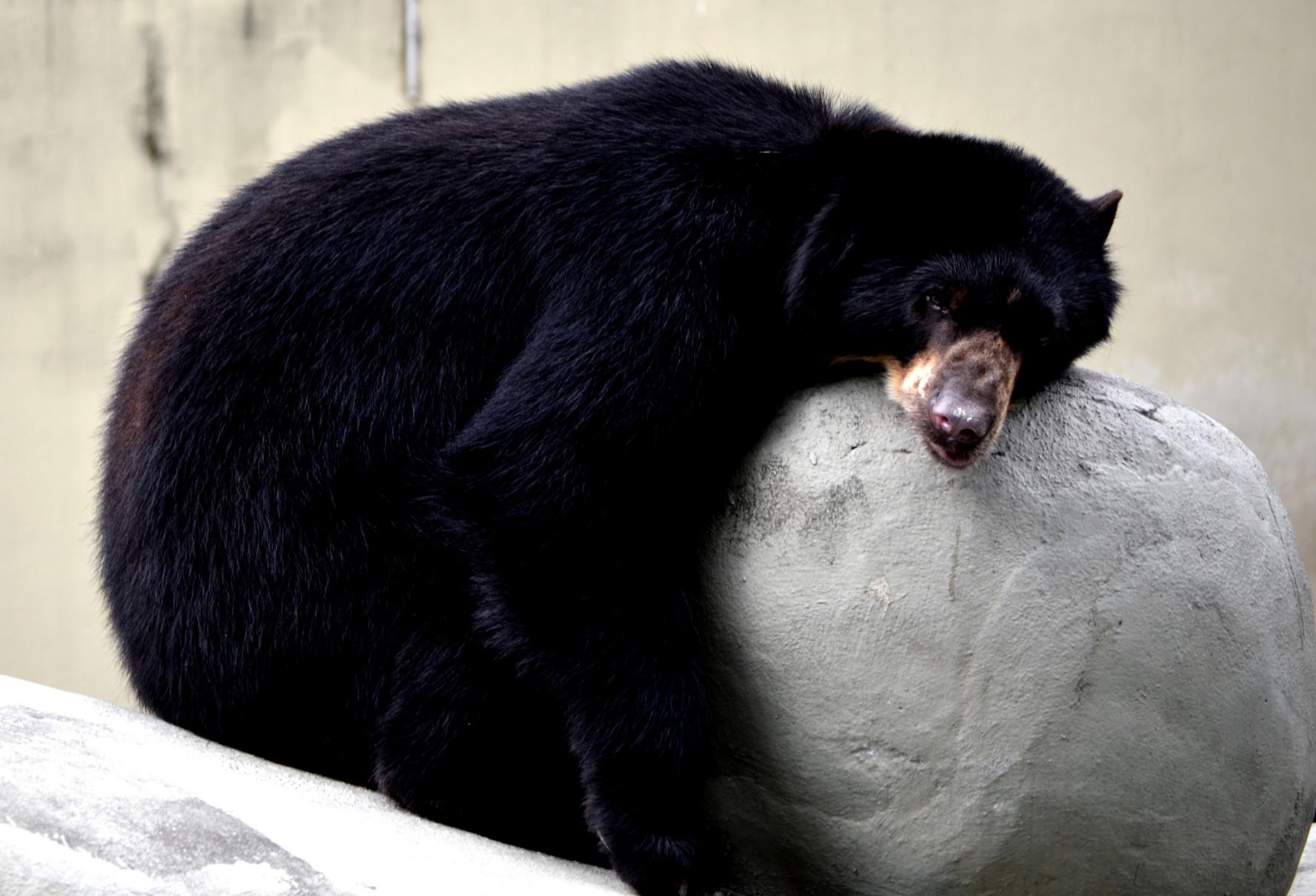 Zookeepers Share The Cutest Things They've Ever Seen Animals Do At The Zoo