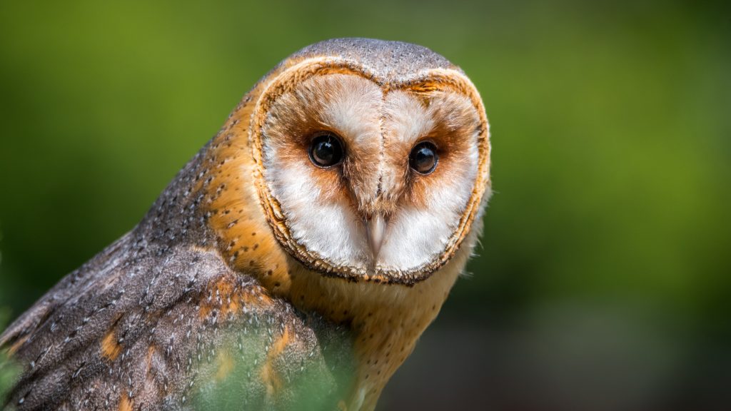 barn-owl-2550068-1024x576.jpg