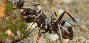 Animal Lovers From Around The World Share Amazing Little-Known Animal Facts