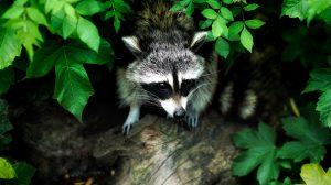 Campers Share Spooky Experiences They Had In The Wilderness